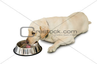 Cute labrador dog lying beside water bowl