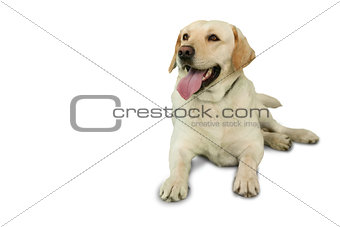 Cute labrador dog lying on floor