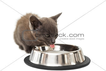 Grey kitten drinking milk from a bowl