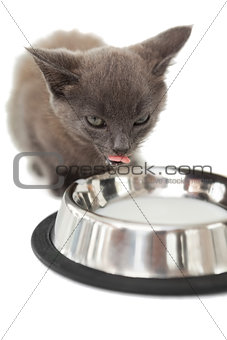 Grey kitten lapping up milk in a bowl