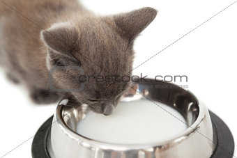 Grey kitten drinking up milk in a bowl