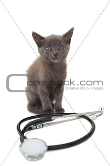 Grey kitten with a stethoscope
