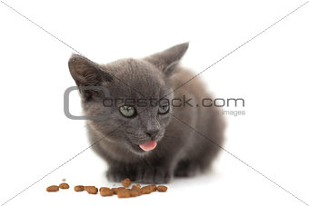 Grey kitten eating kibble