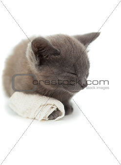 Cute grey kitten sleeping with a bandage on its paw