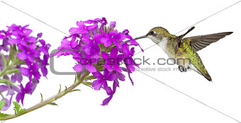 Hummingbird and a Phlox