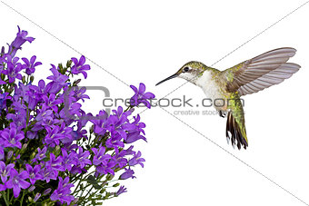 hummingbirds positioned over a purple bellfower