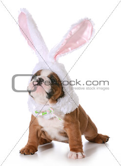 bulldog bunny