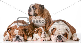 bulldog family