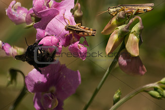 Insects on flowers