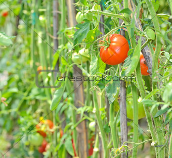  ripe tomatoes