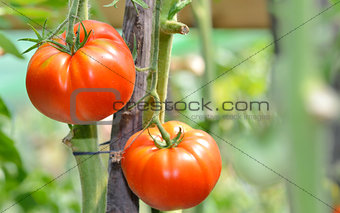 Fresh ripe tomatoes 
