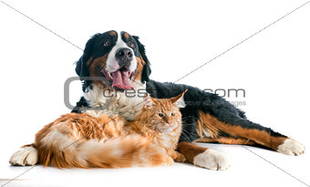 bernese moutain dog and cat
