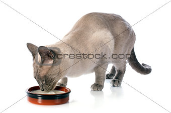 drinking Siamese Cat