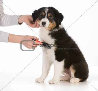 dog grooming