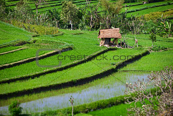 Terraced rice fields with old hut. Bali, Indonesia.