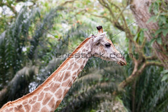 Giraffe in Tropical Zoo