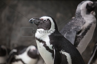 African Penguin Closeup Portrait