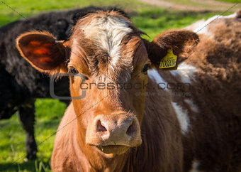 Friesian Cow Portrait