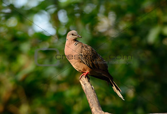sptted dove
