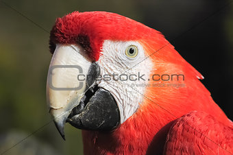 macaw detail