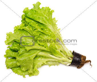Lettuce with root 