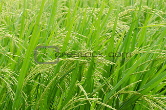 Green  rice in the rice field