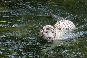 White Bengal Tiger Swimming