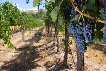 Row of Grapes Producing Vineyard Lush Row Ready to Harvest