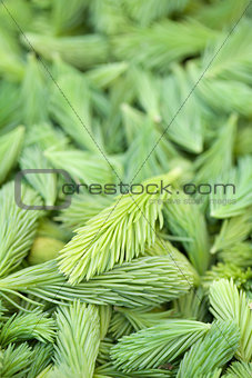 Spruce sprouts background