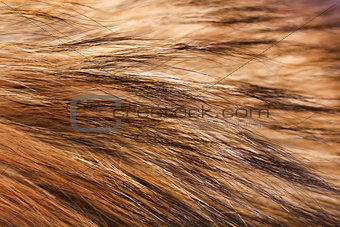 closeup raccoon fur. Macro. horizontal