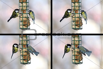 conflict between blue and great tit