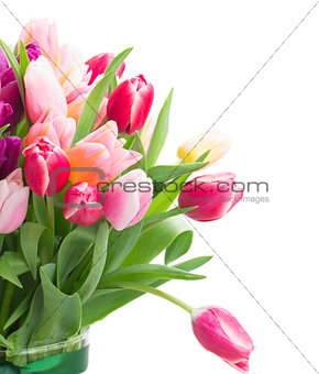 pink and violet tulips close up