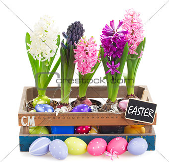 colorful hyacinth flowers with eggs