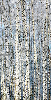 Snowy birches