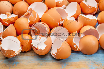 broken chicken eggshells