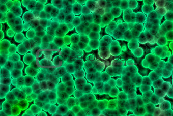 Bacteria cells