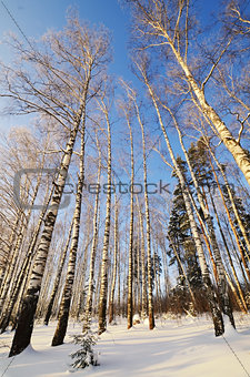 Winter landscape with sun and frozen birch