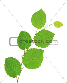 linden green leaves isolated on white background 