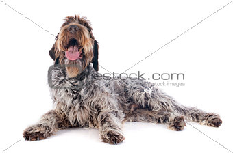 Wire haired Pointing Griffon