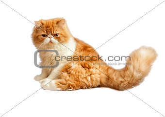 House Persian kitten isolated on white background