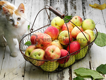 apple basket and cat