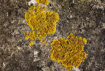 Two patches of yellow crustose lichen