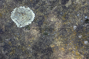 Crustose lichen on concrete