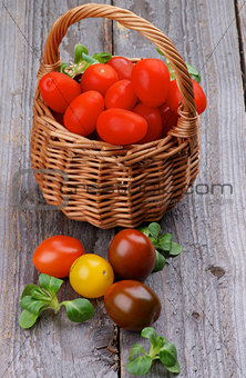 Various Tomatoes