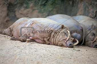 Babirusa Pigs Sleeping