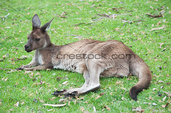 native Australian kangaroo