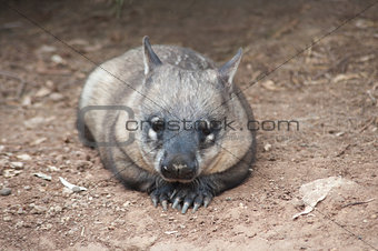 native australian Wombat