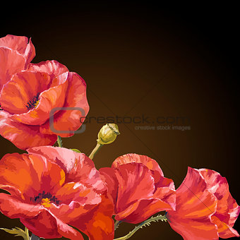 Oil painting. Card with poppies flowers on darck background.