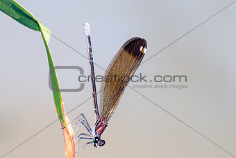 dragonfly resting