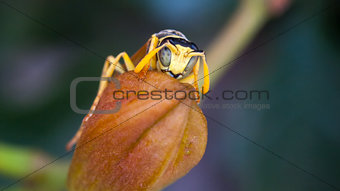 wasp resting